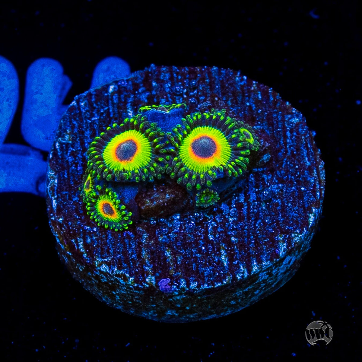 WWC Island Time Zoanthids