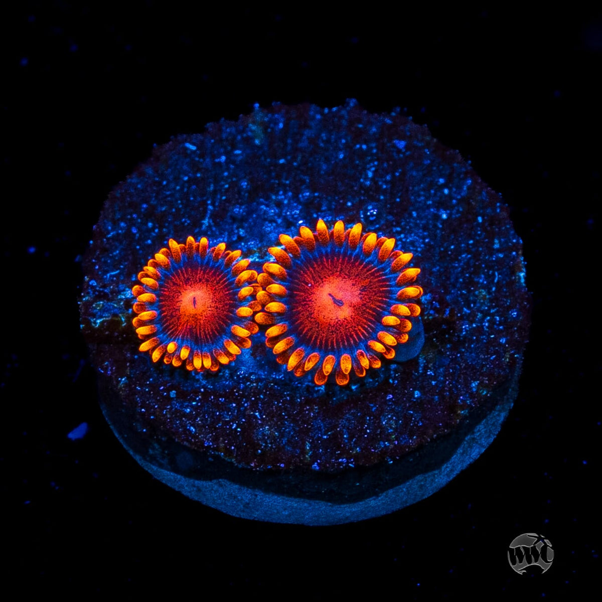 Bam Bamz Zoanthids