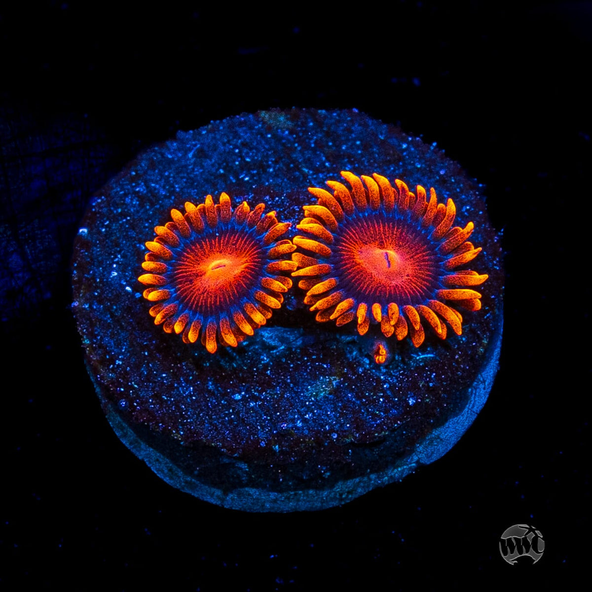 Bam Bamz Zoanthids