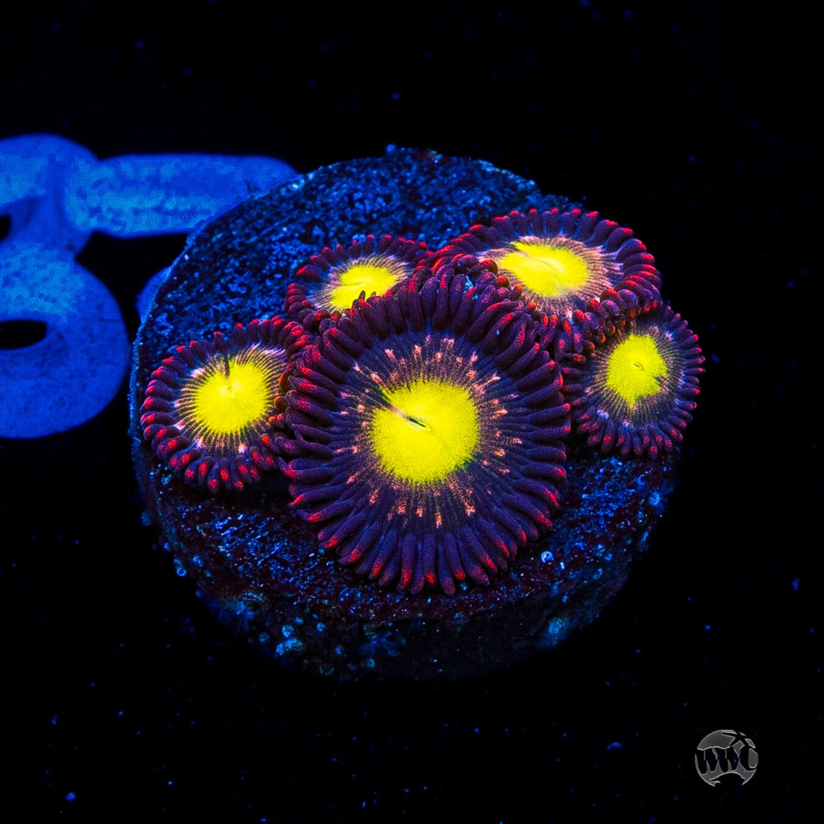 WWC Egg Yolks Zoanthids