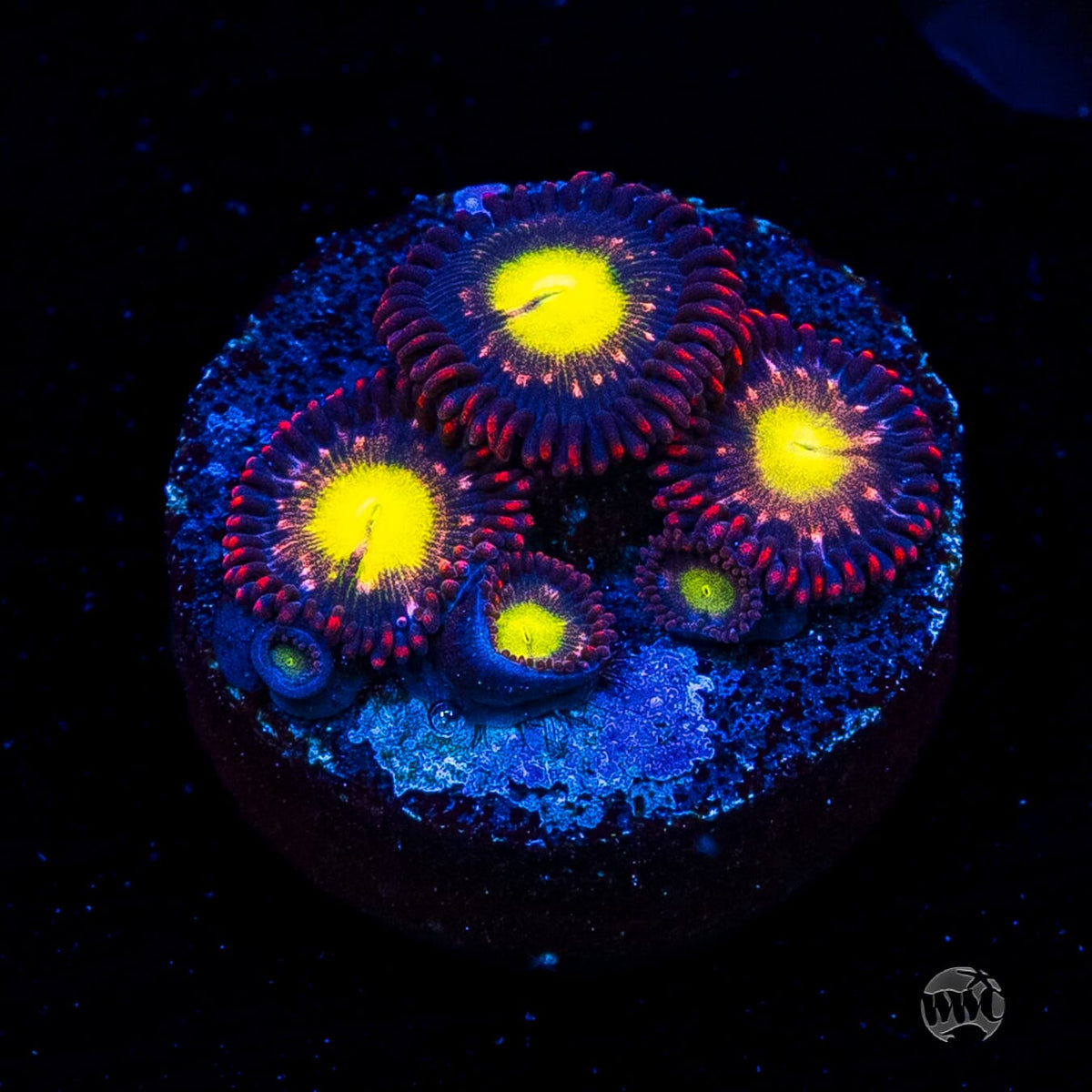 WWC Egg Yolks Zoanthids
