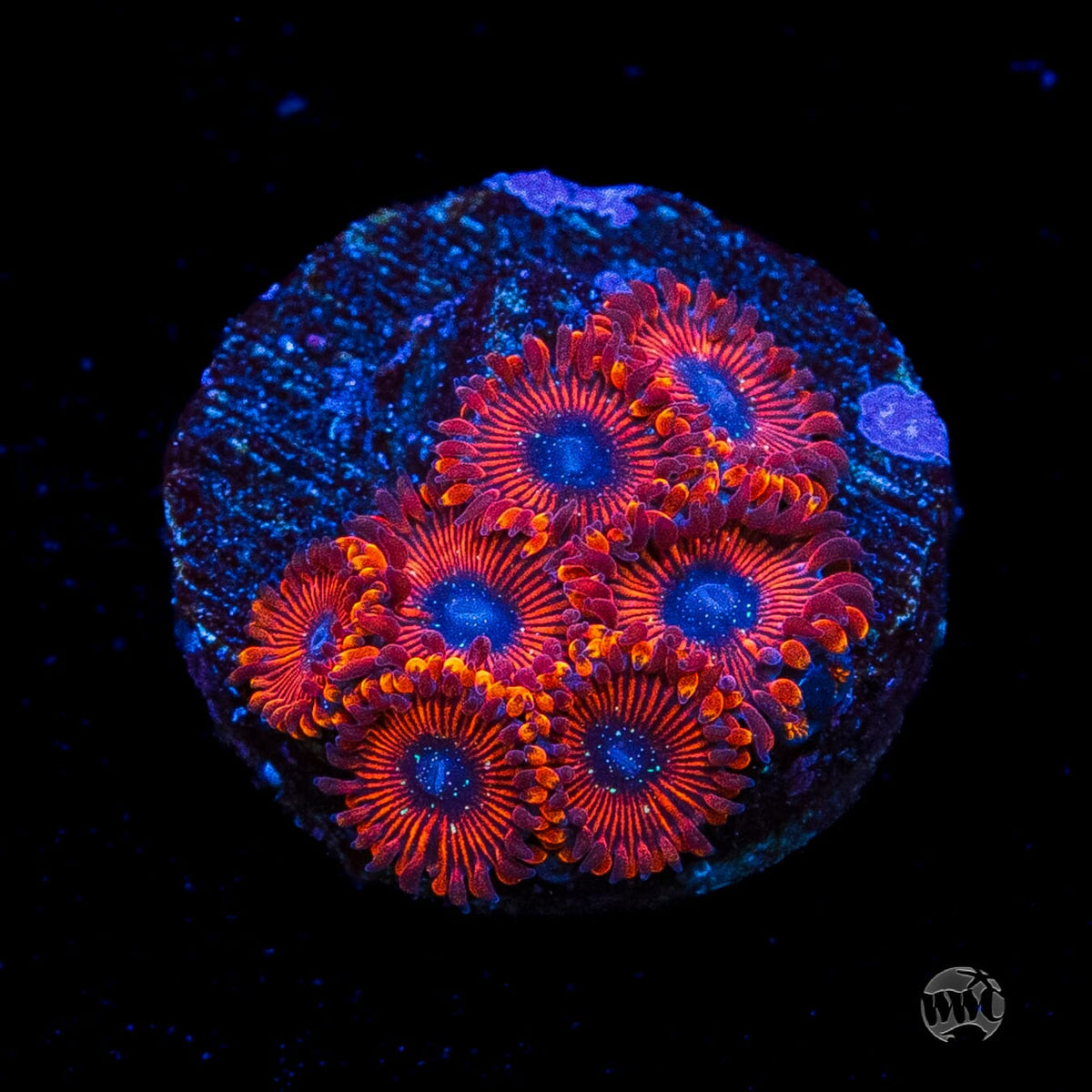 Scarlet Wizard Zoanthids