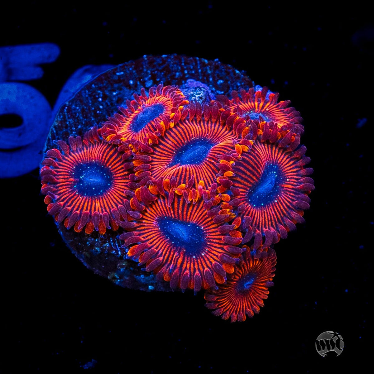 Scarlet Wizard Zoanthids