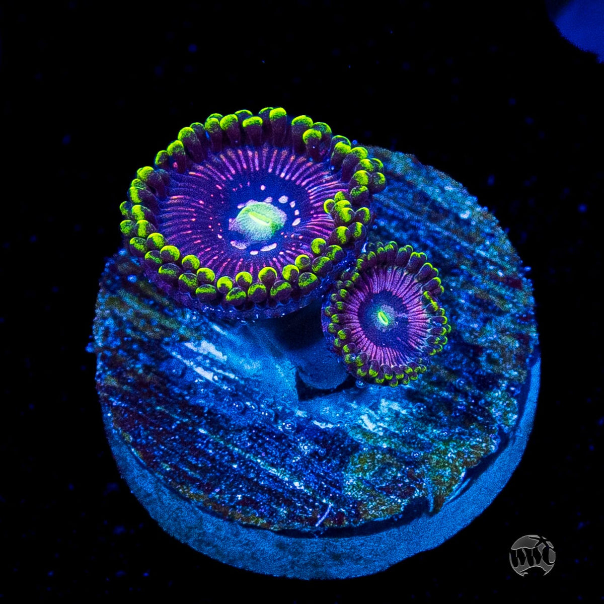 WWC Black Orchid Zoanthids