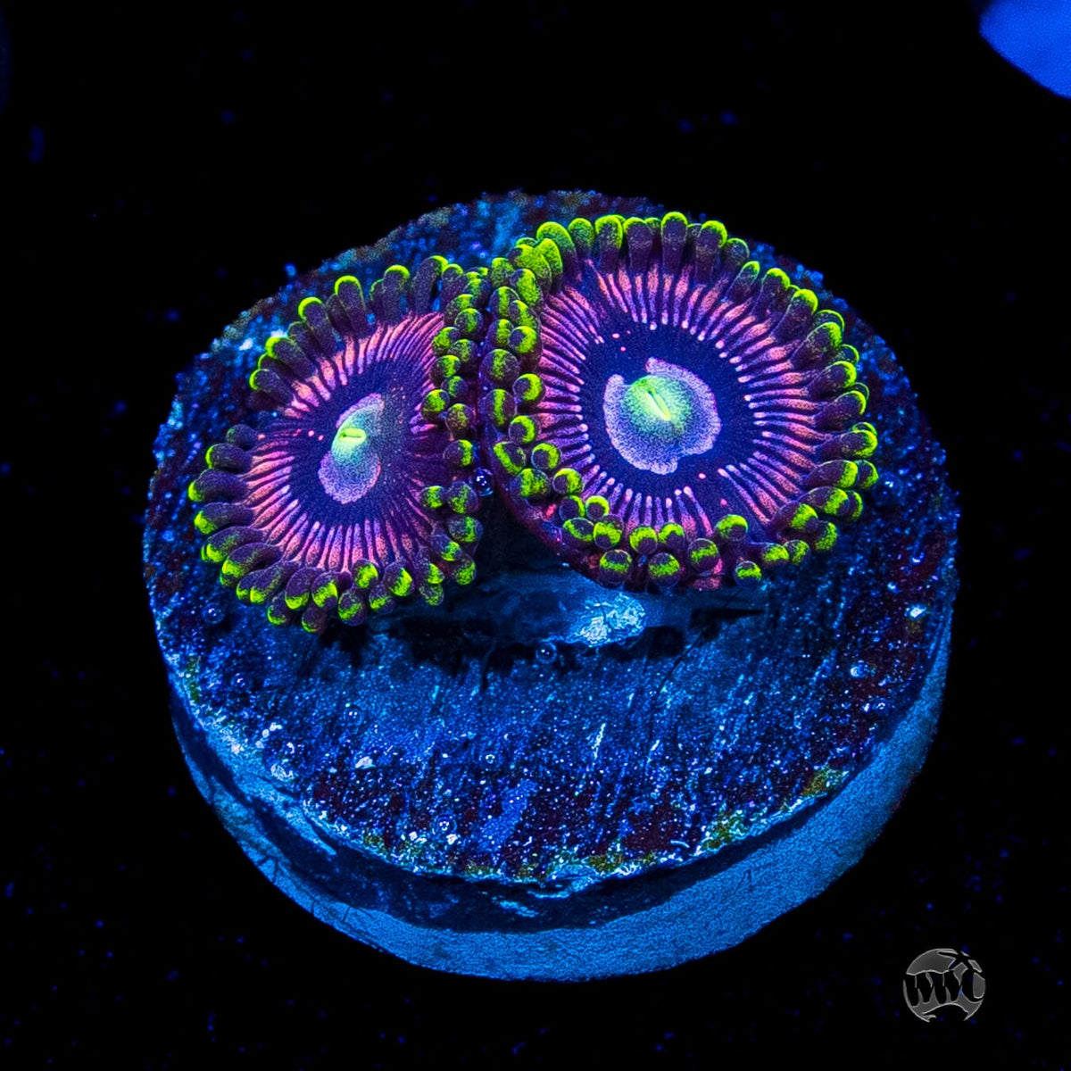 WWC Black Orchid Zoanthids