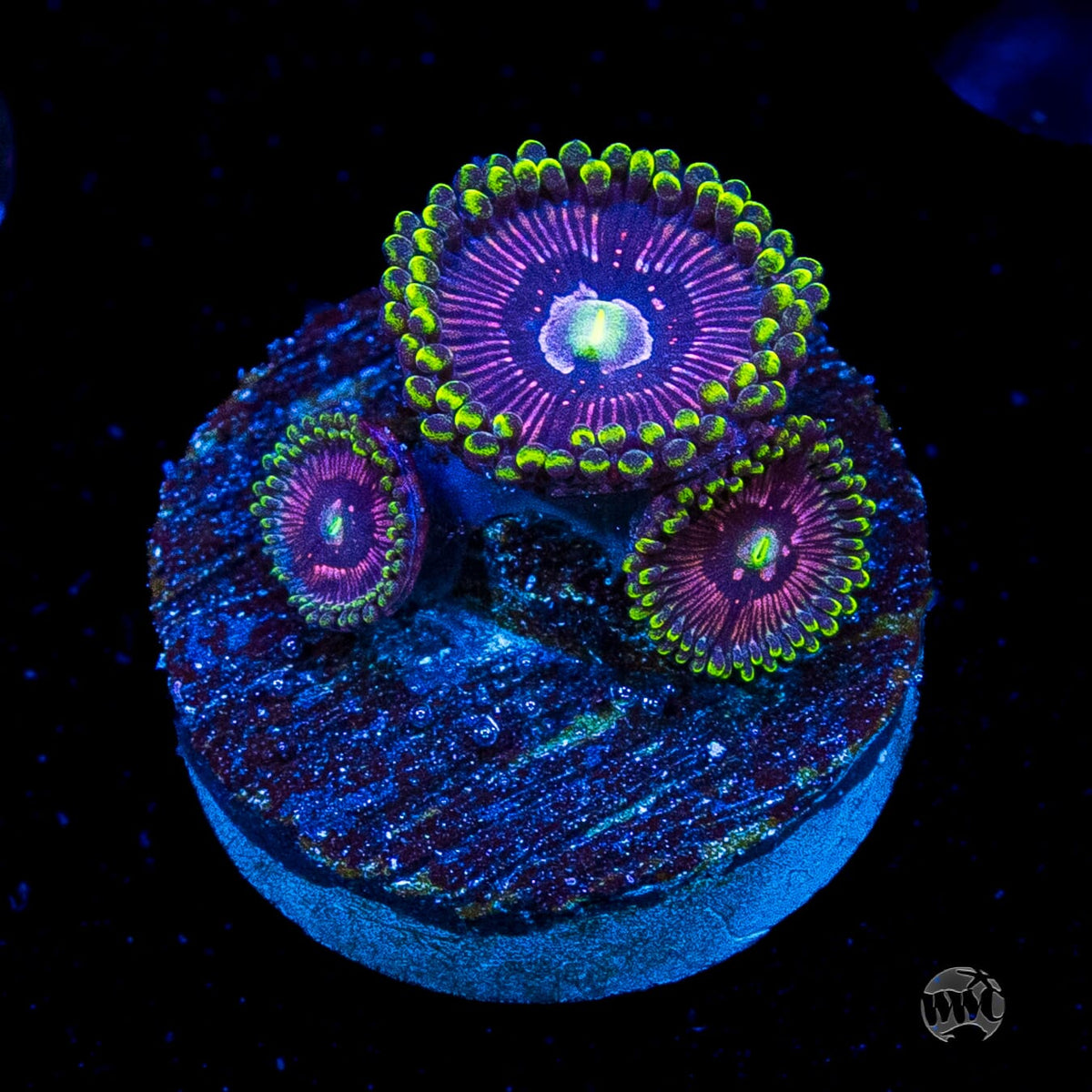 WWC Black Orchid Zoanthids