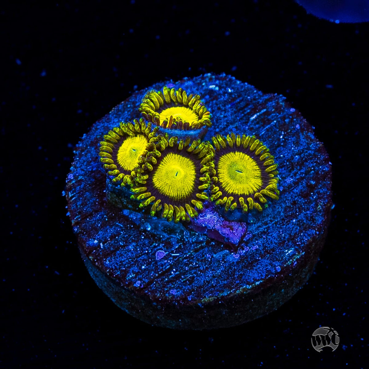 WWC King Midas Zoanthids