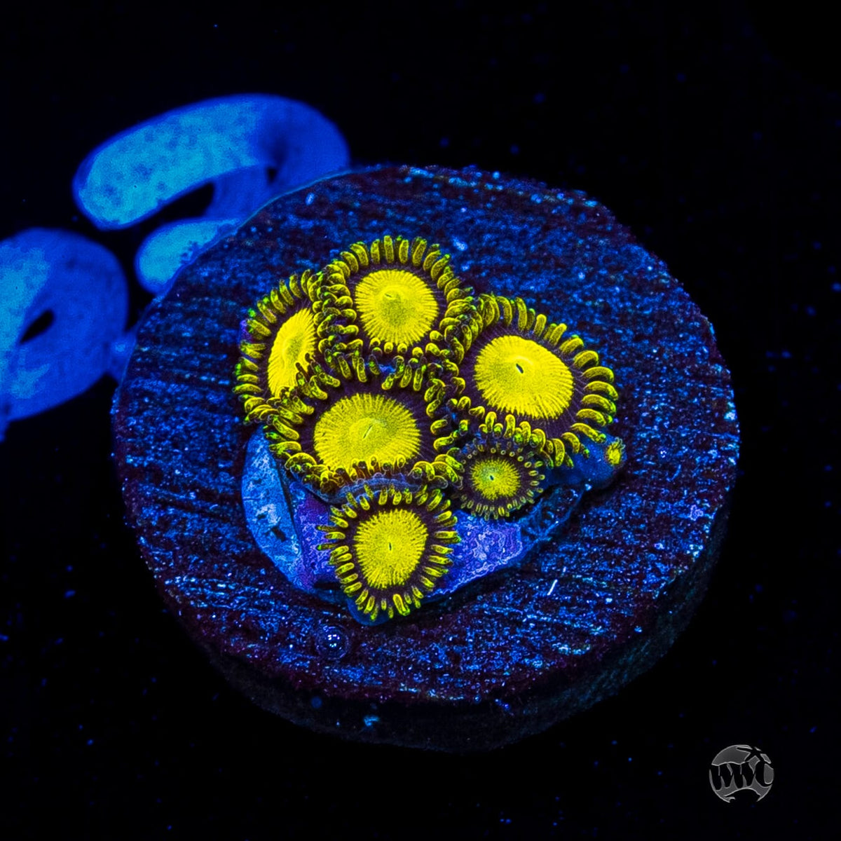 WWC King Midas Zoanthids