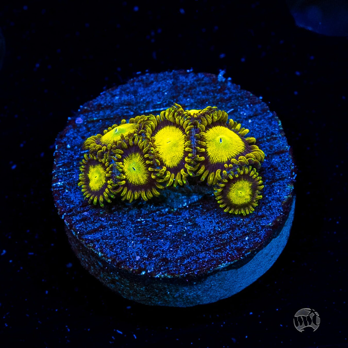 WWC King Midas Zoanthids
