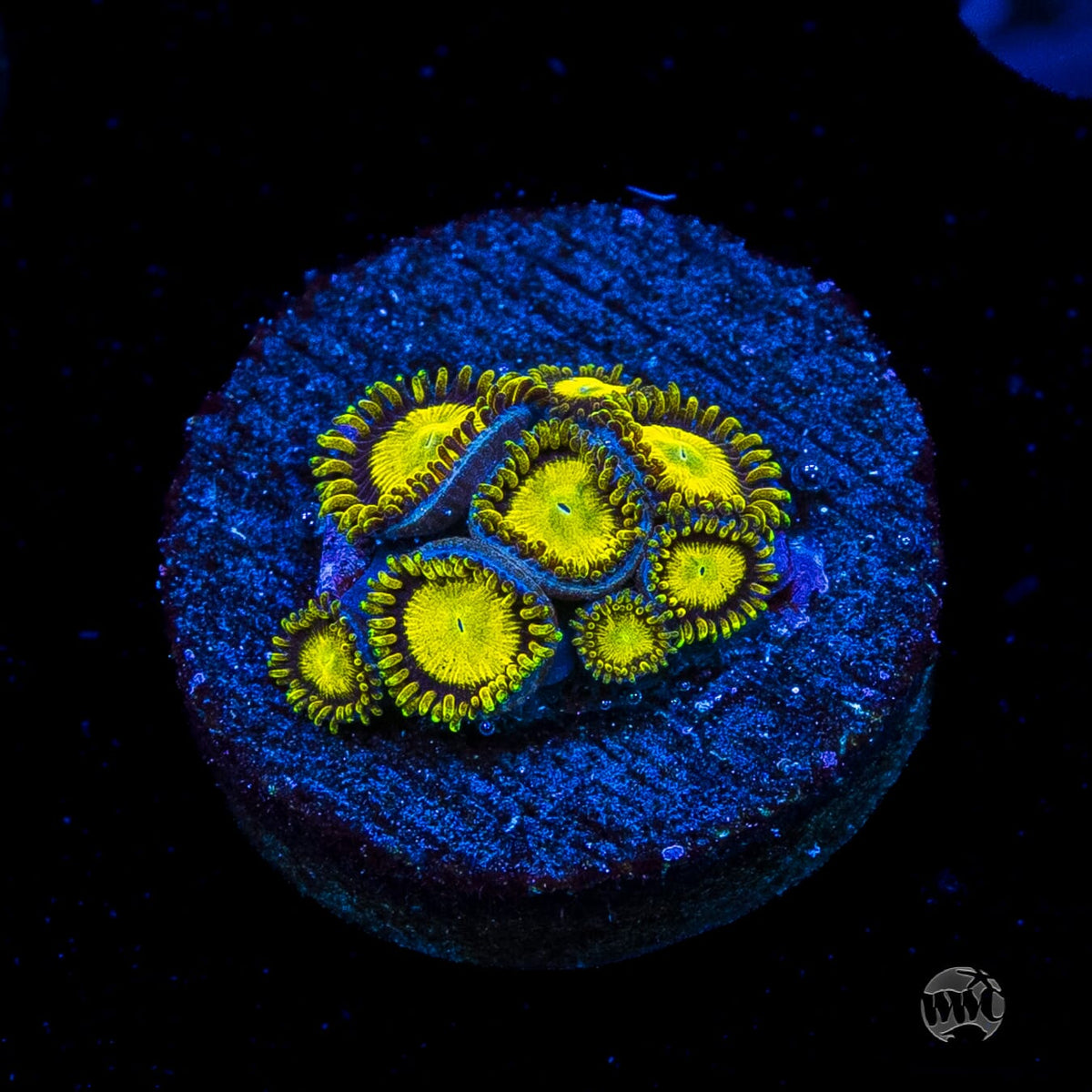 WWC King Midas Zoanthids