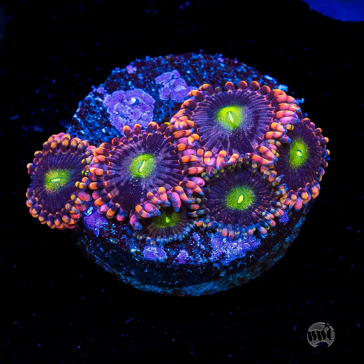WWC Laffy Taffy Zoanthids