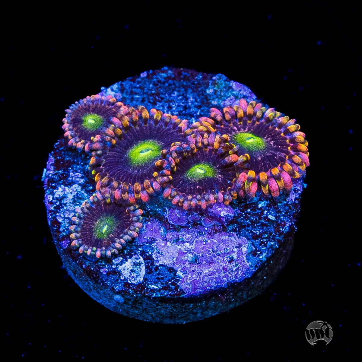 WWC Laffy Taffy Zoanthids