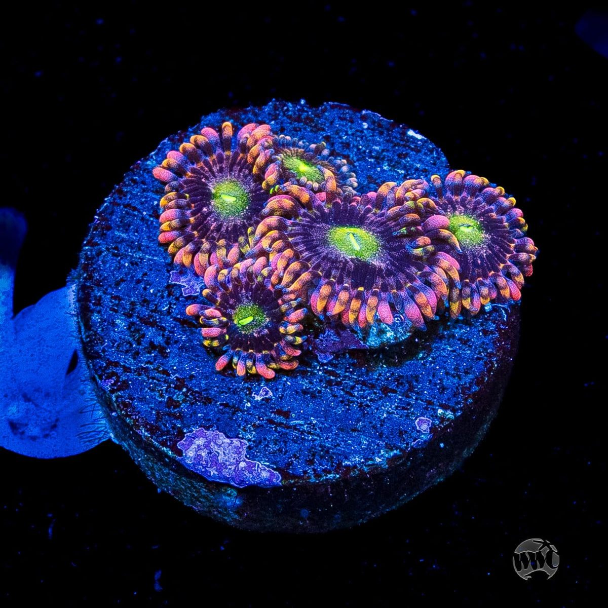 WWC Laffy Taffy Zoanthids