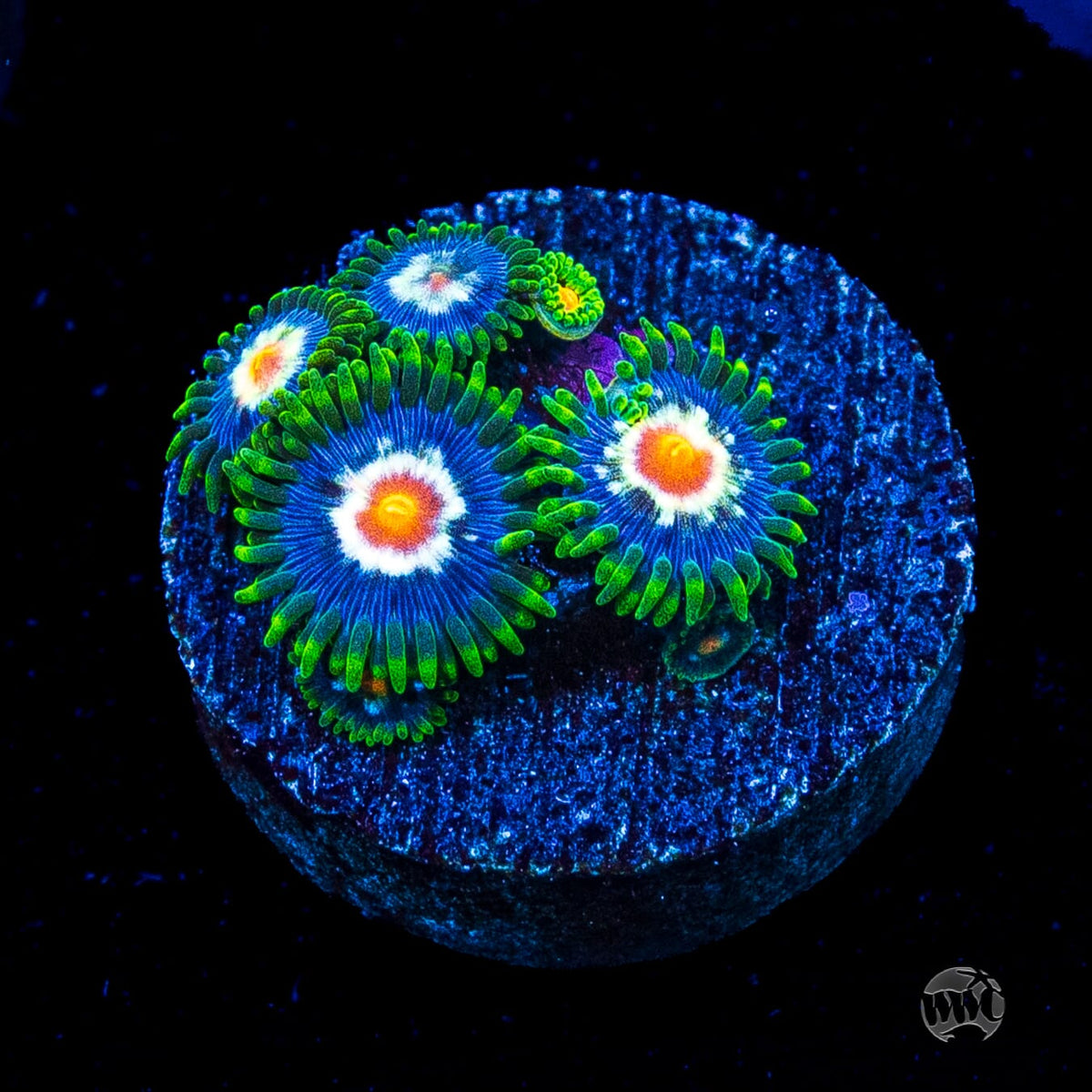 Jason Fox Stargazer Zoanthids