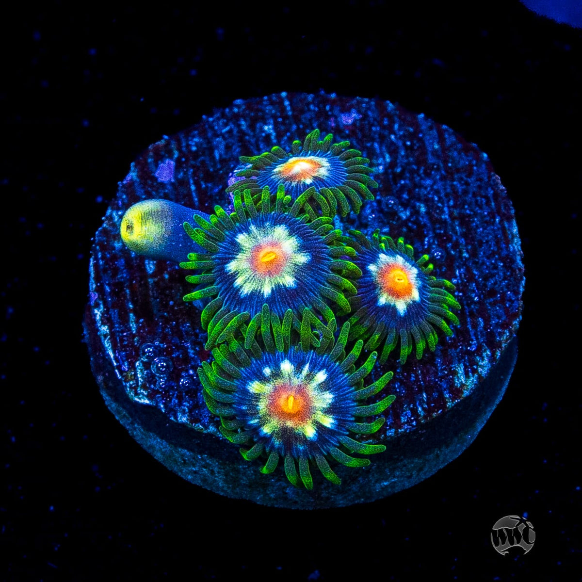 Jason Fox Stargazer Zoanthids