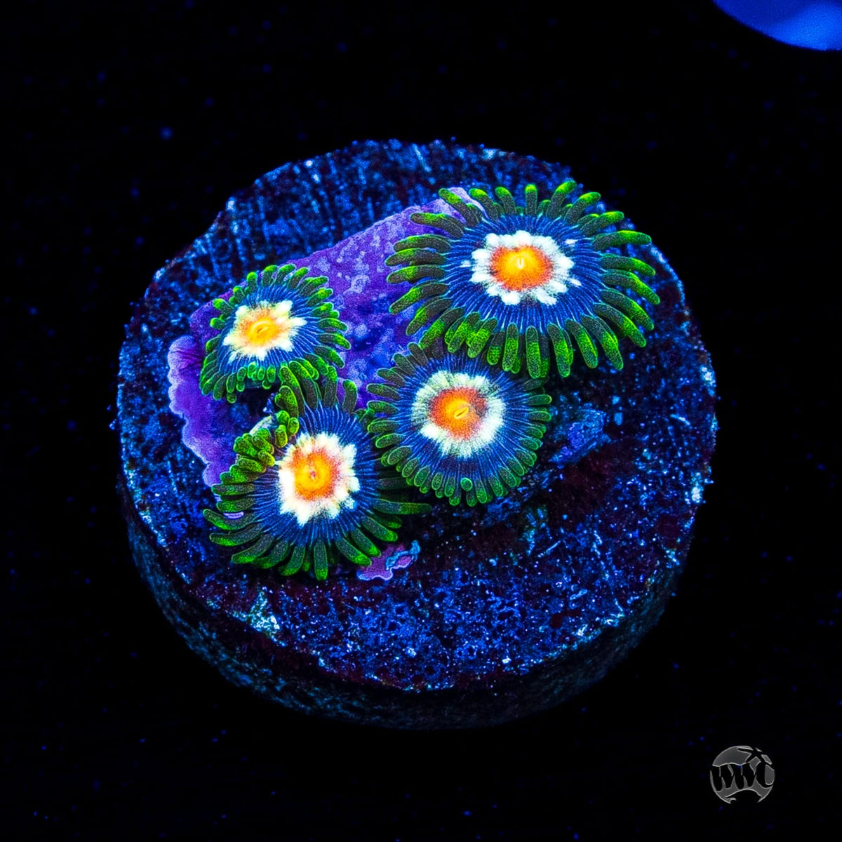 Jason Fox Stargazer Zoanthids