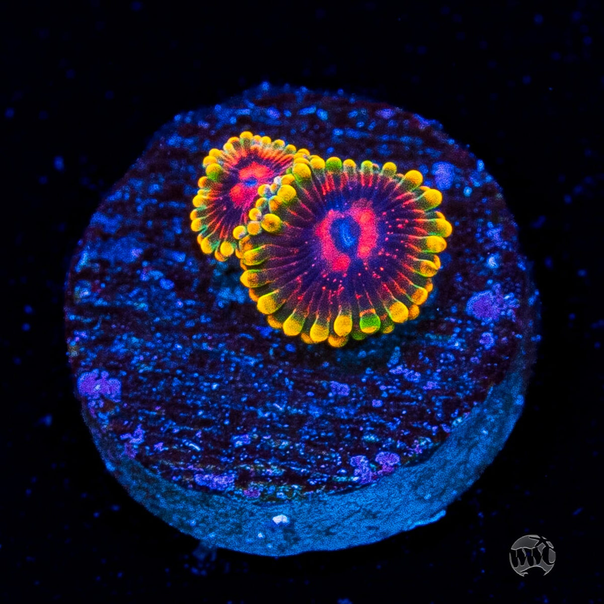 Mind Trick Zoanthids