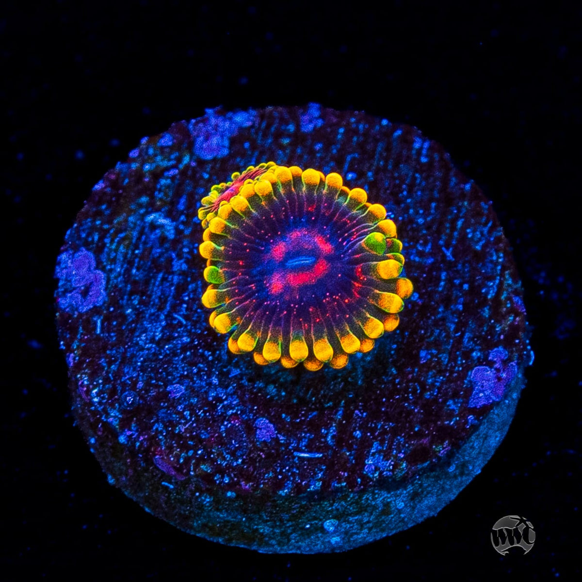 Mind Trick Zoanthids