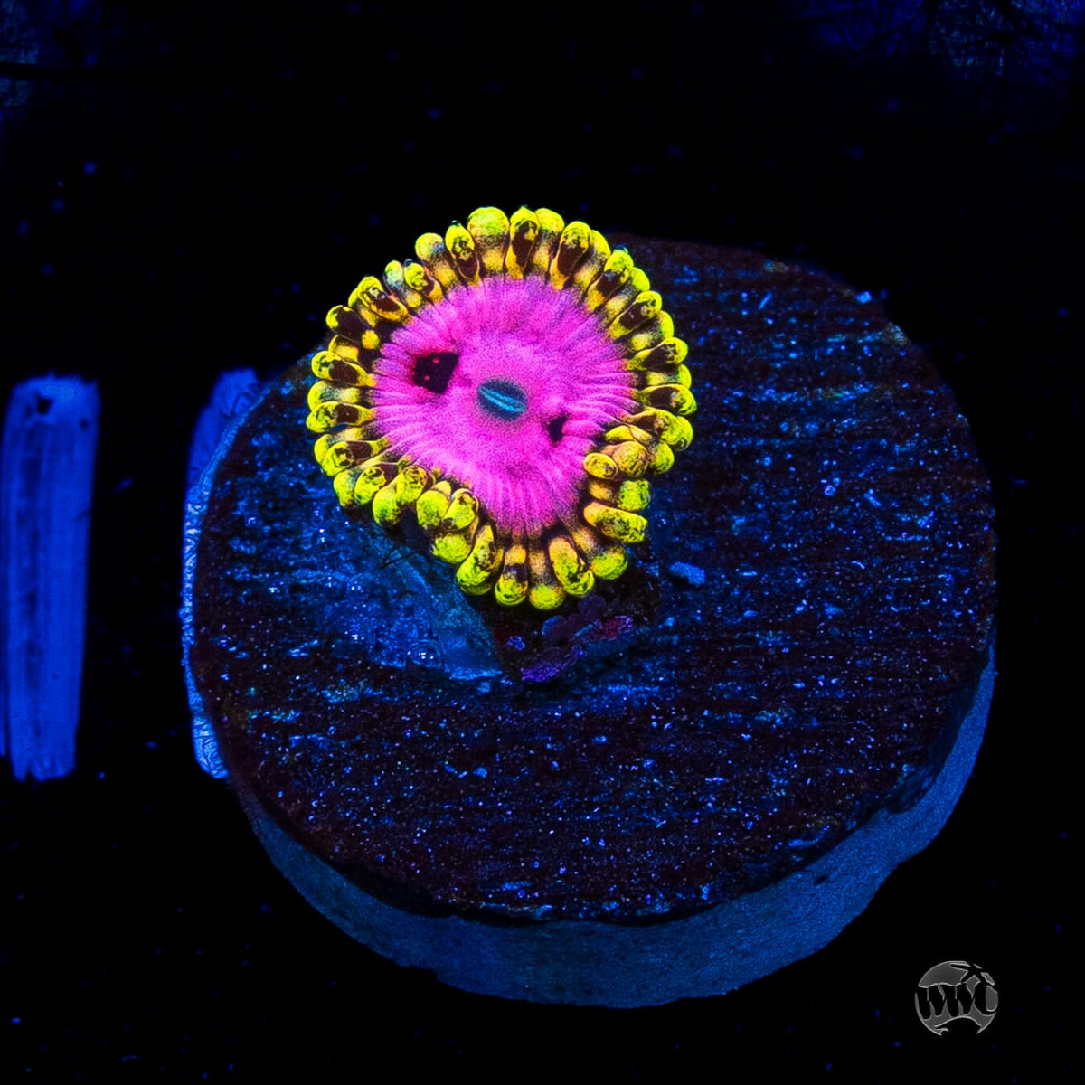 RR Pink Diamond Zoanthid