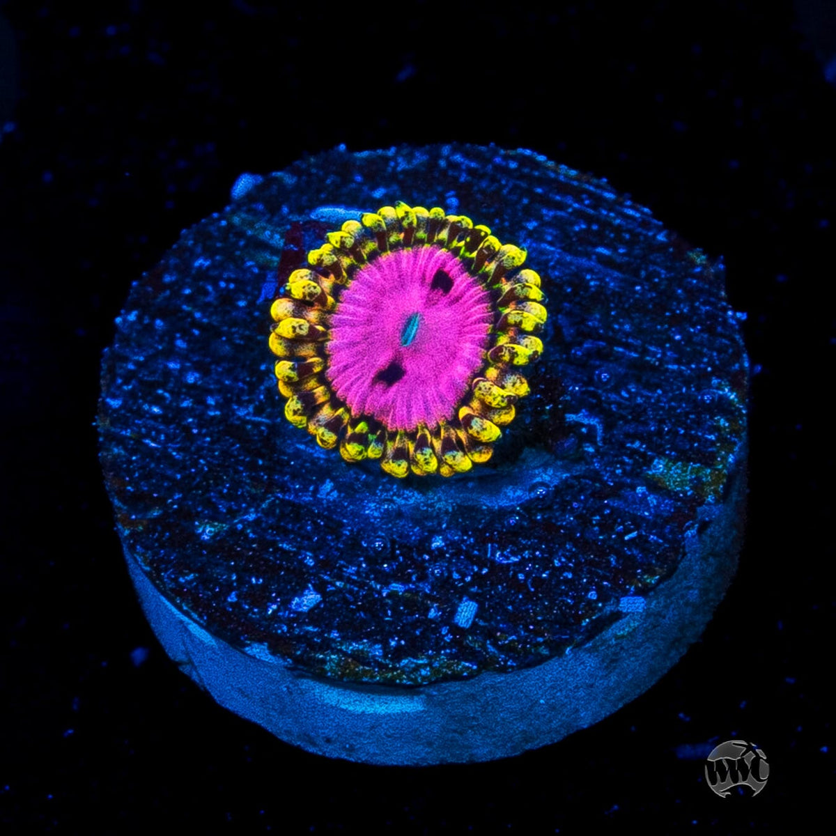 RR Pink Diamond Zoanthid