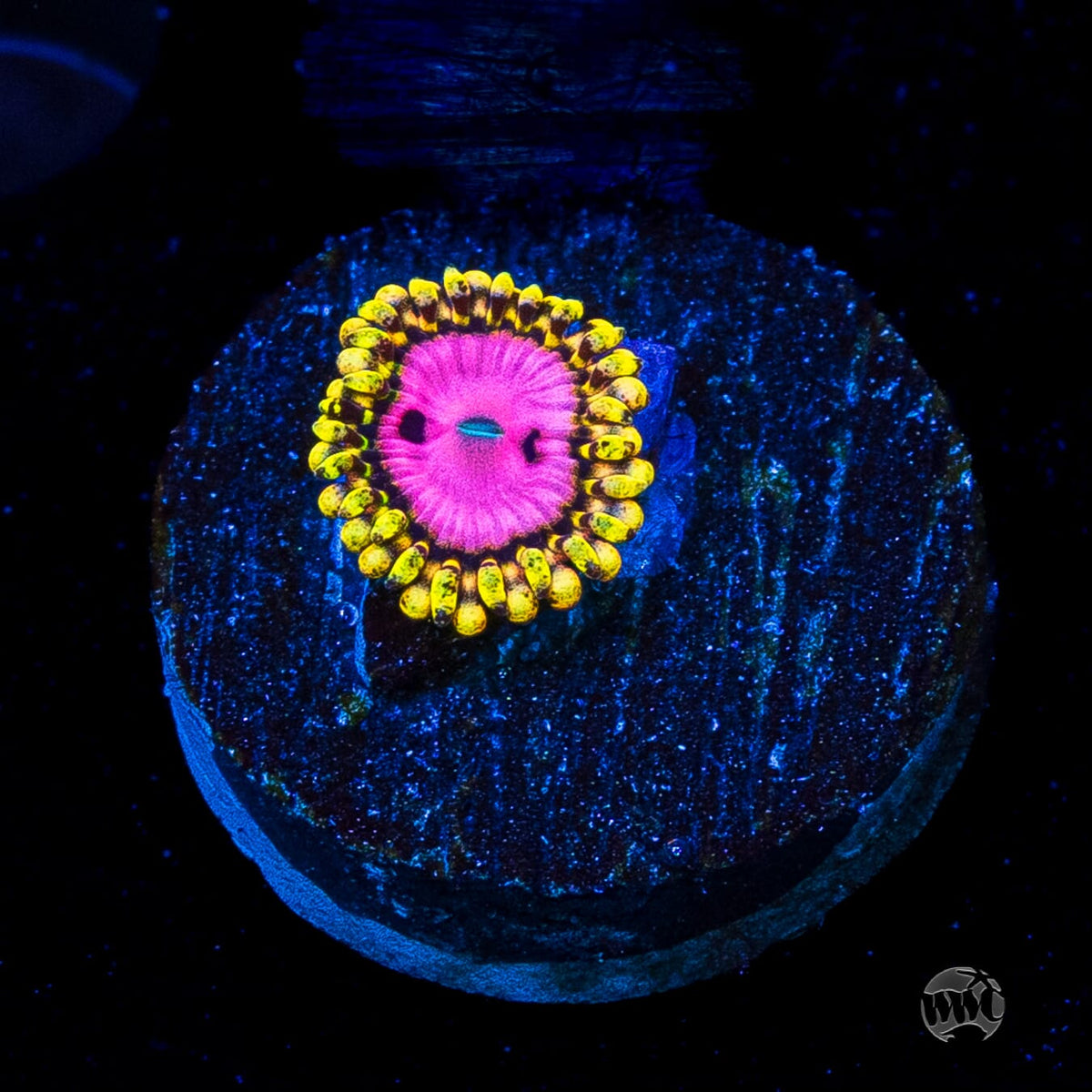 RR Pink Diamond Zoanthid