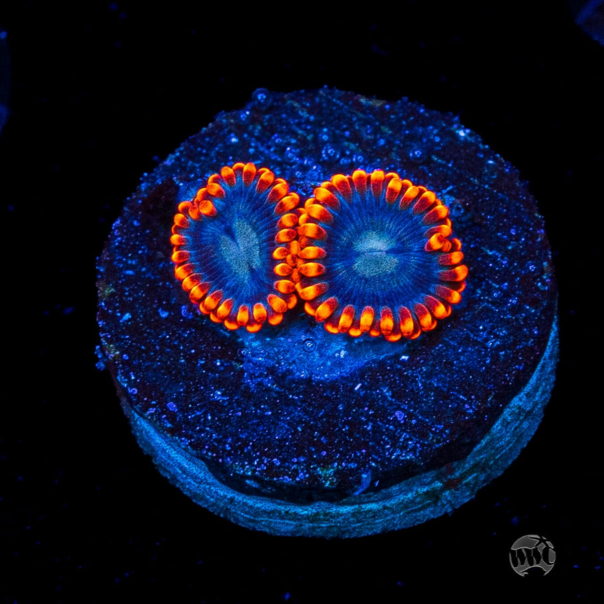 WWC Magma Ring Zoanthids