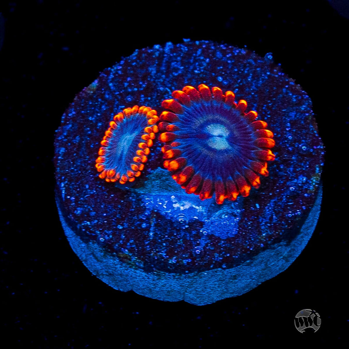 WWC Magma Ring Zoanthids