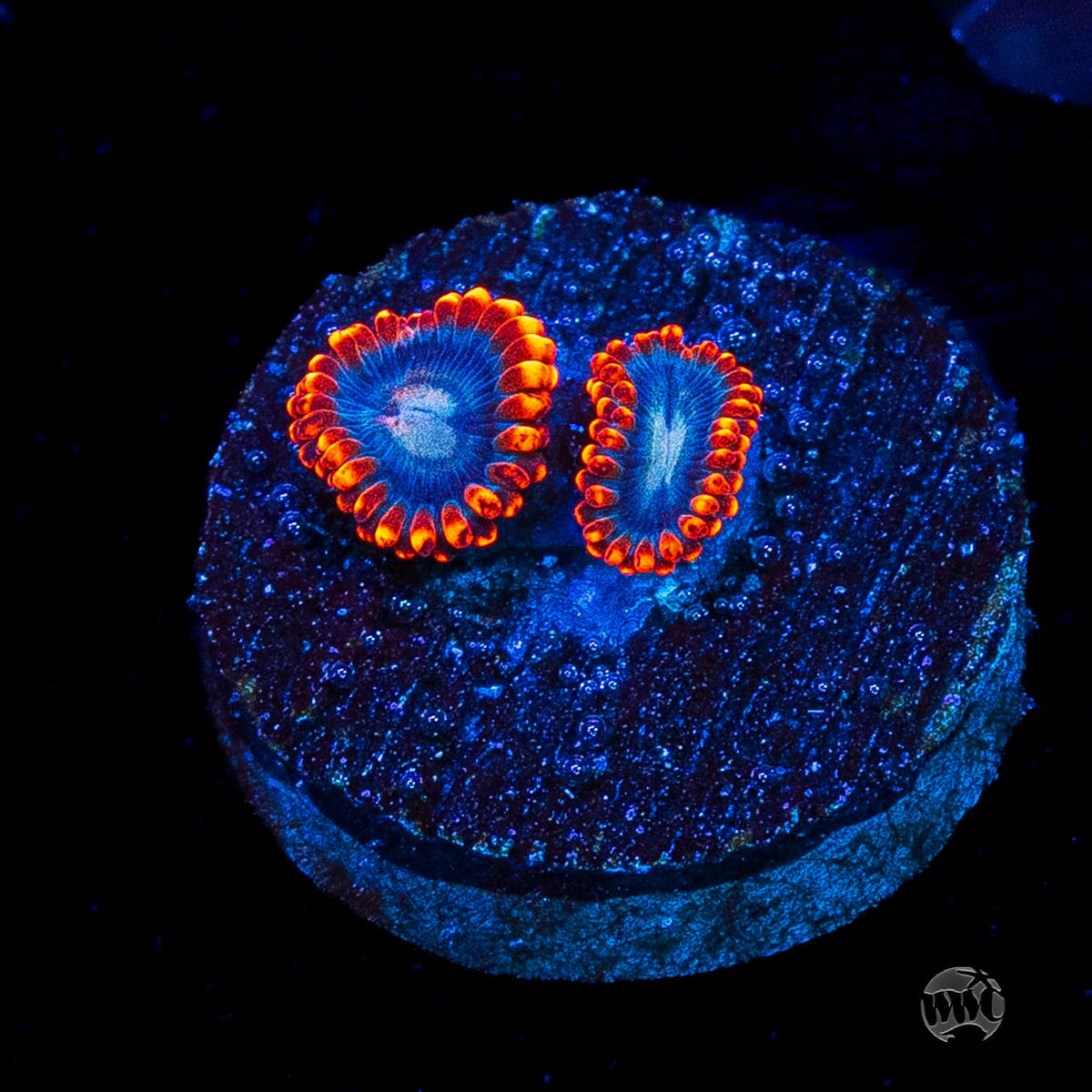WWC Magma Ring Zoanthids