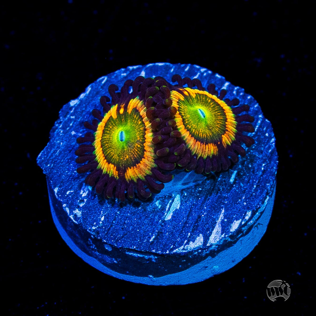 Citrus Cooler Zoanthids