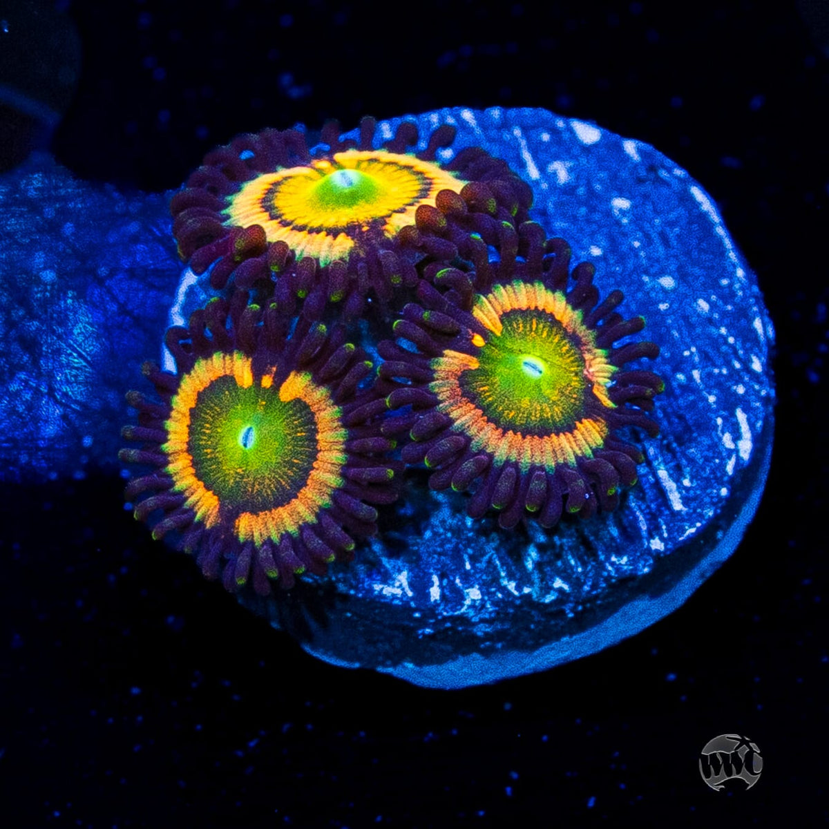 Citrus Cooler Zoanthids