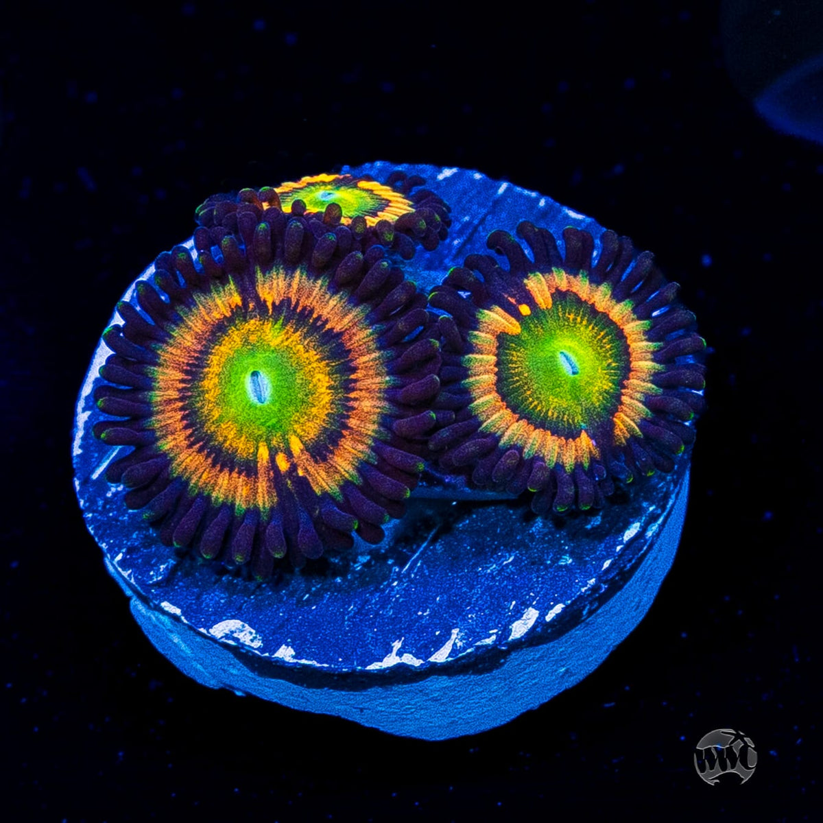 Citrus Cooler Zoanthids