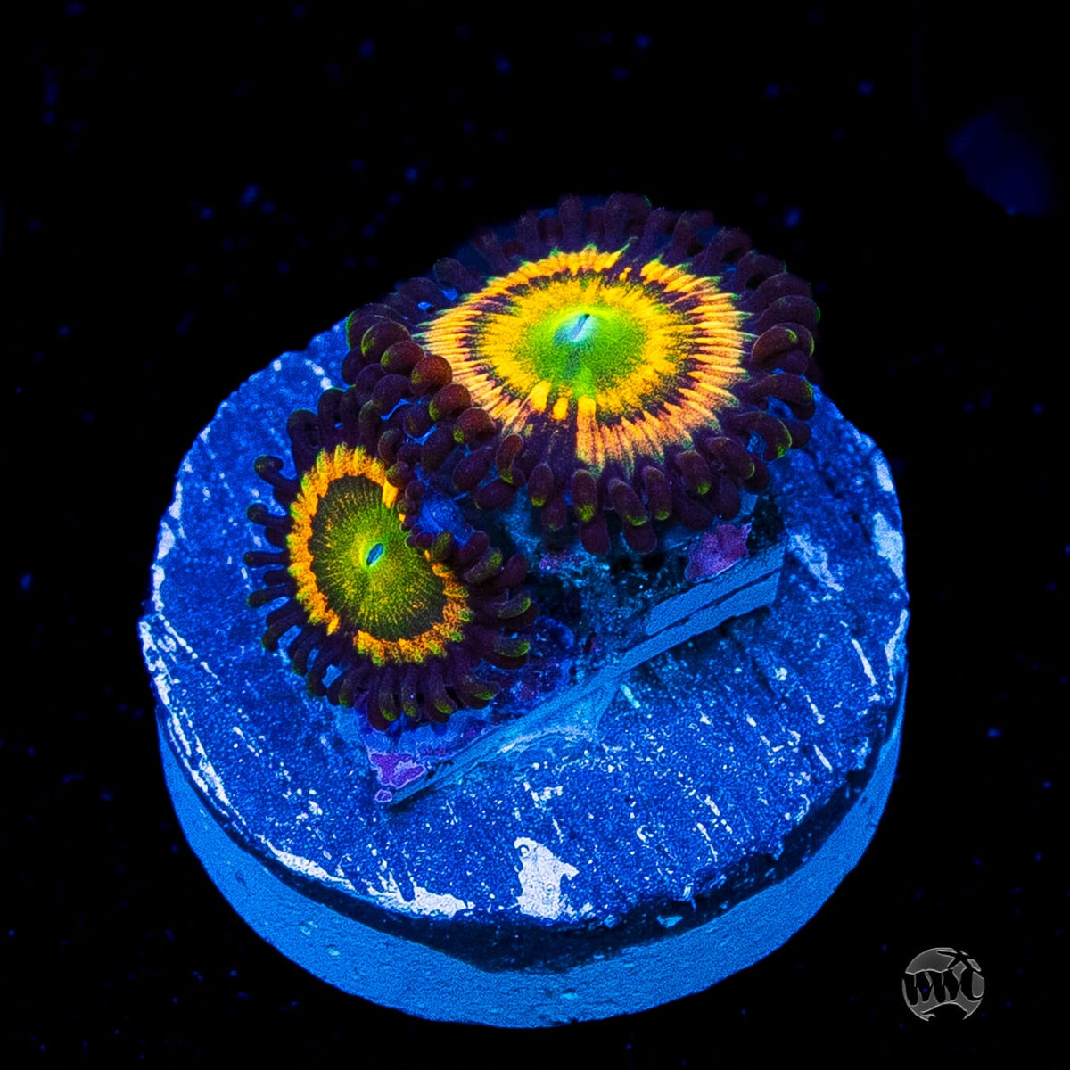 Citrus Cooler Zoanthids
