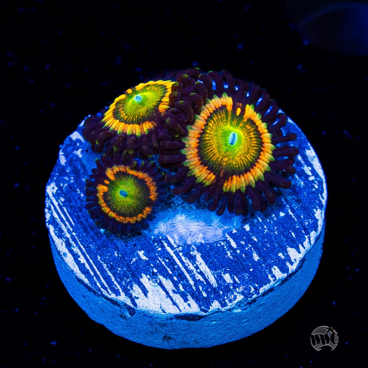 Citrus Cooler Zoanthids