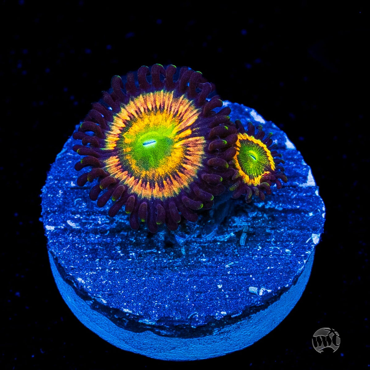 Citrus Cooler Zoanthids