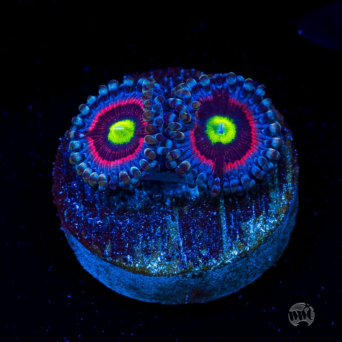 Pink Ring of Death Zoanthids