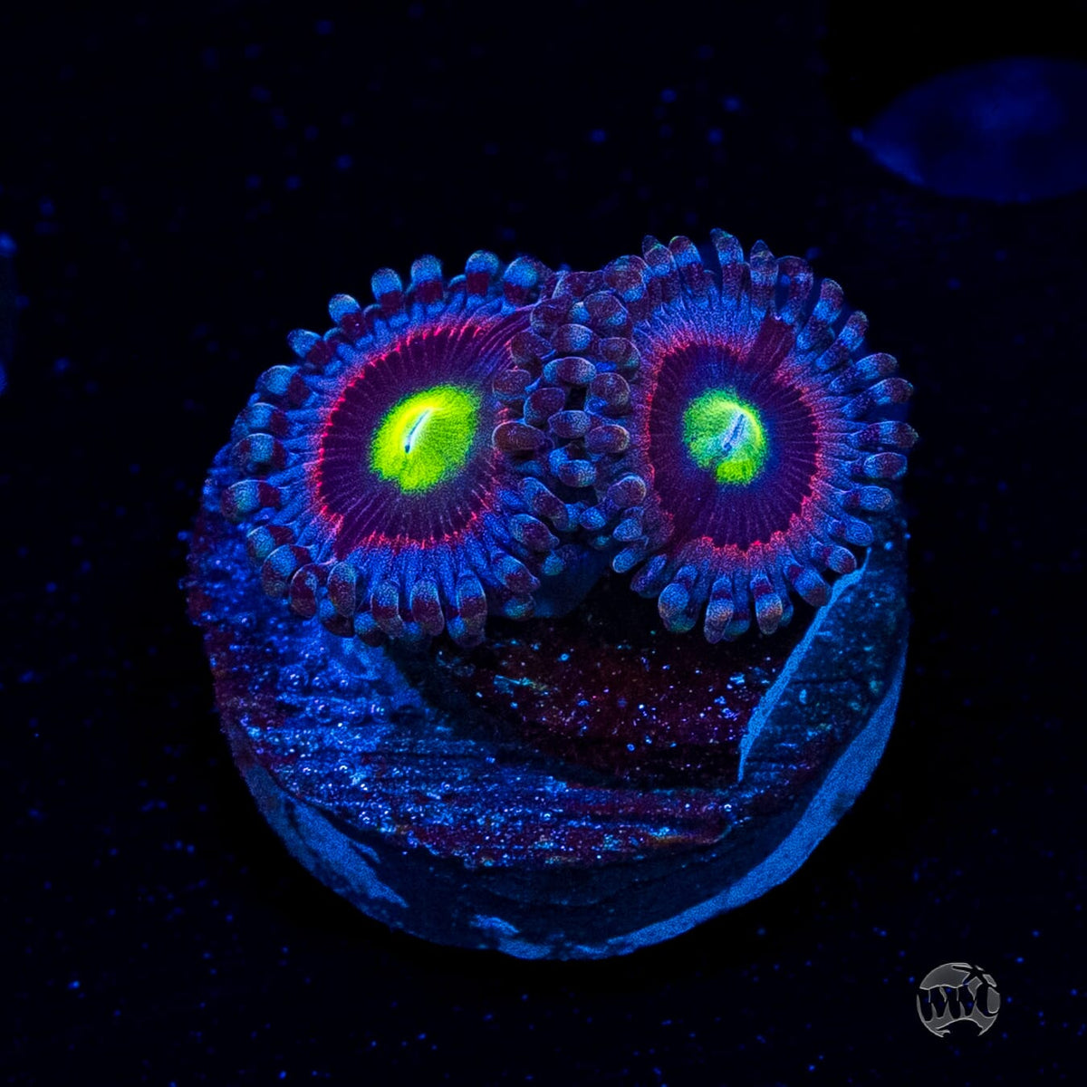 Pink Ring of Death Zoanthids