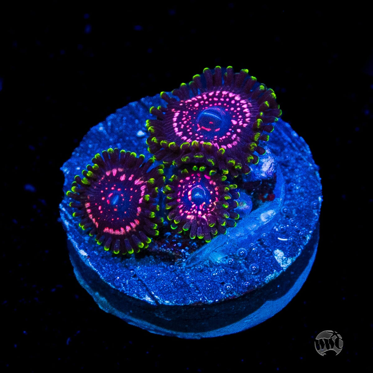 WWC Taser Zoanthids