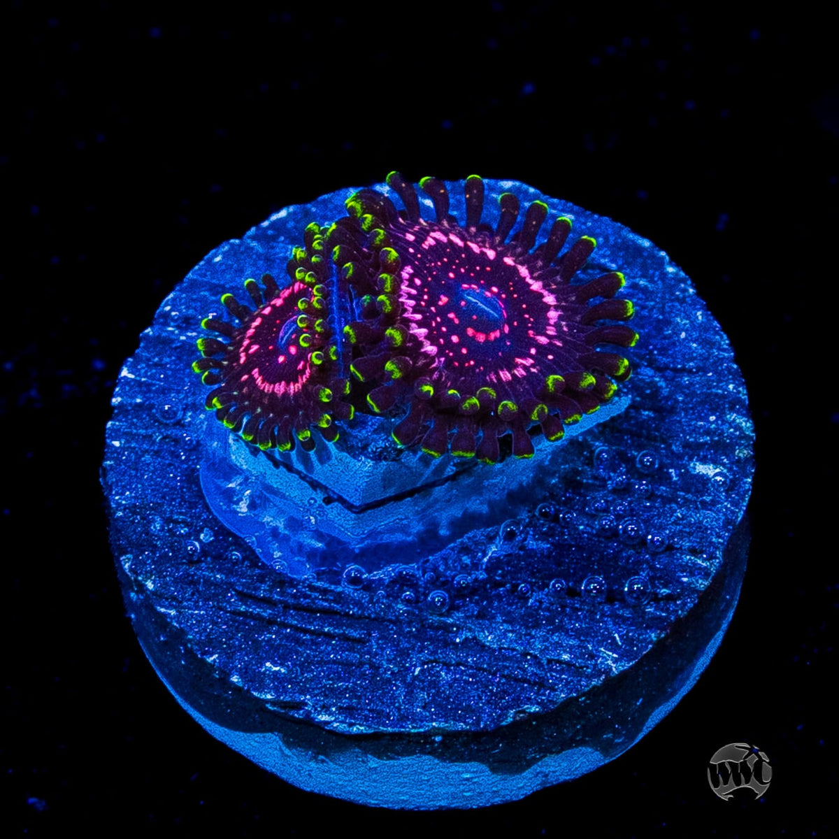WWC Taser Zoanthids
