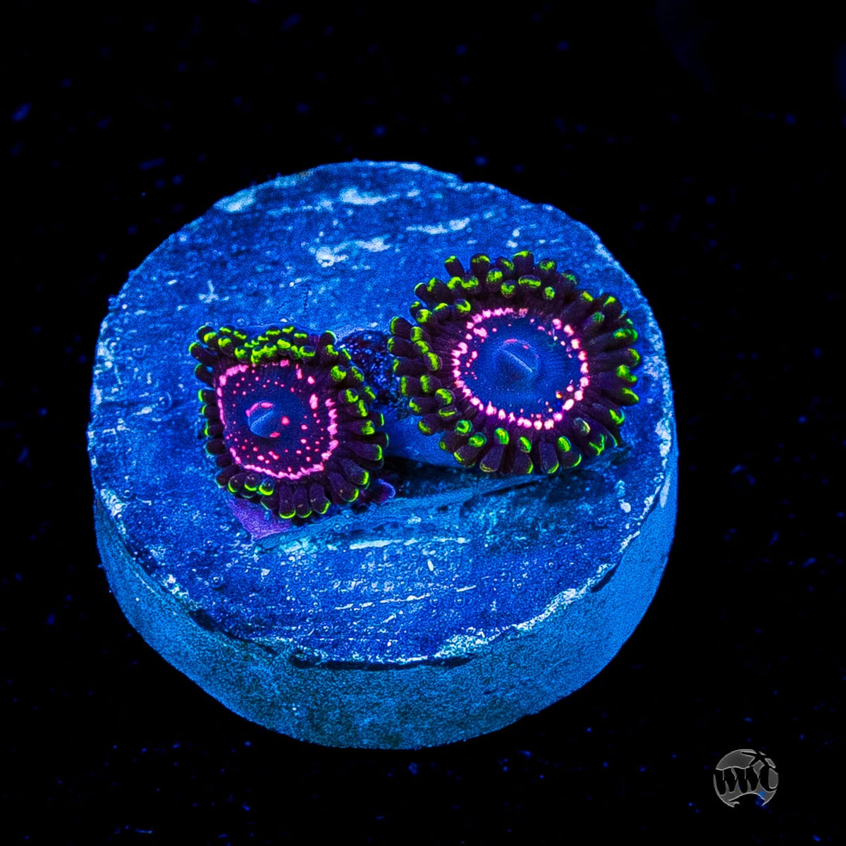 WWC Taser Zoanthids