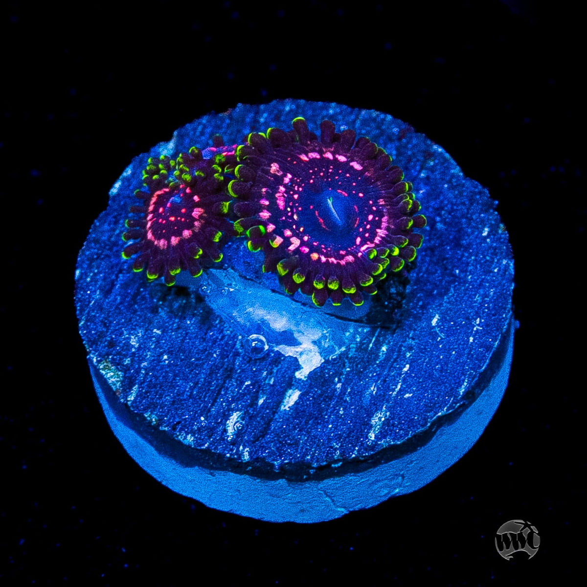 WWC Taser Zoanthids