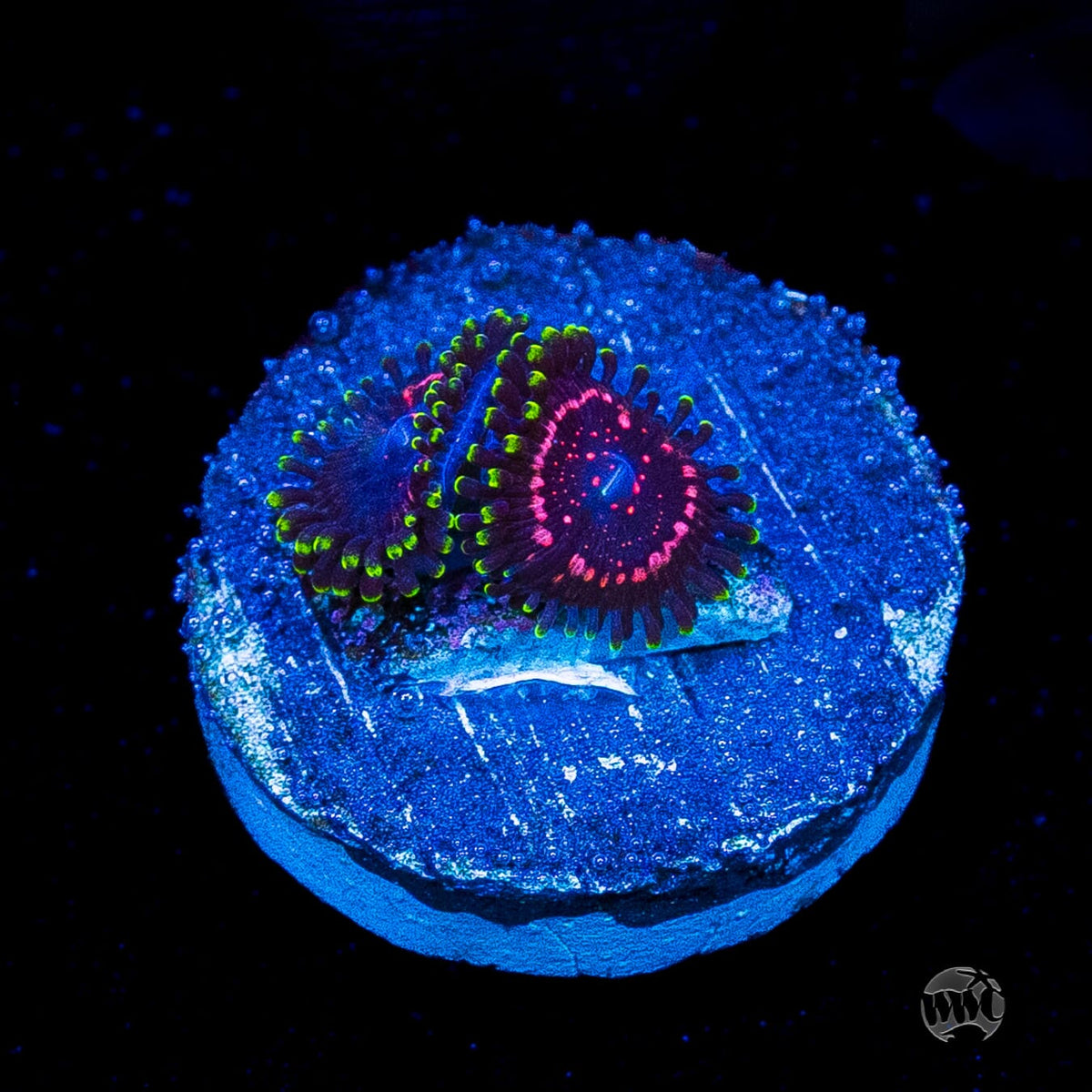 WWC Taser Zoanthids