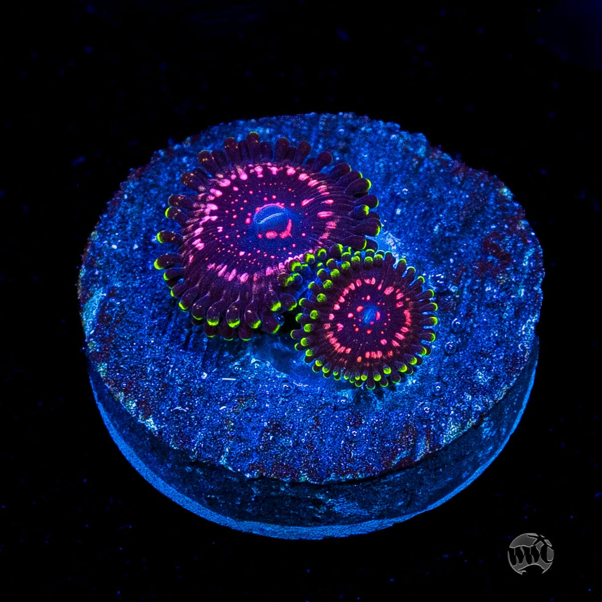 WWC Taser Zoanthids