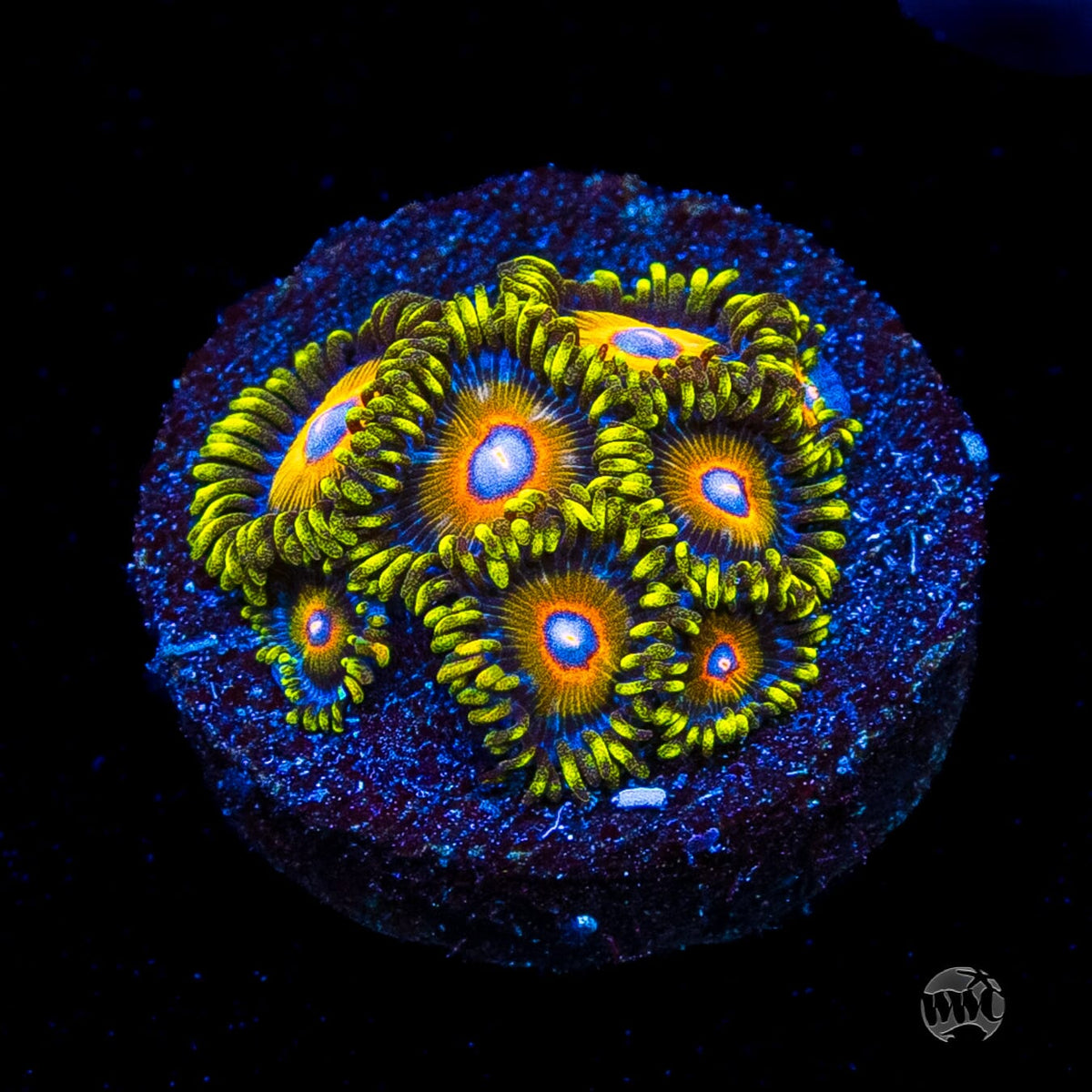 Super Saiyan Zoanthids