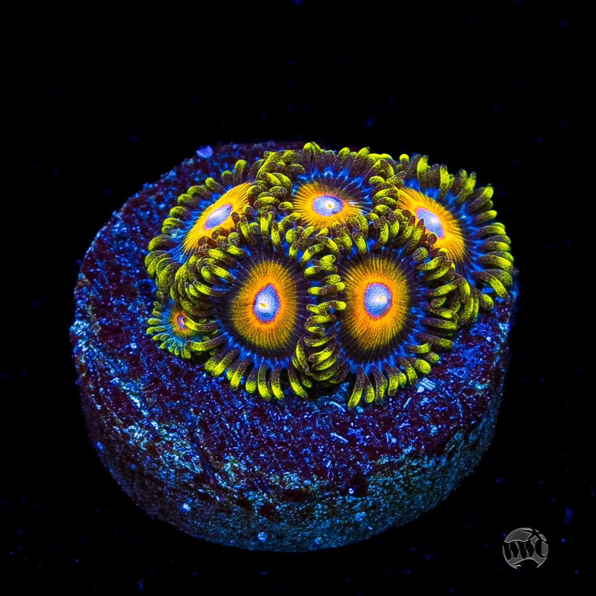 Super Saiyan Zoanthids