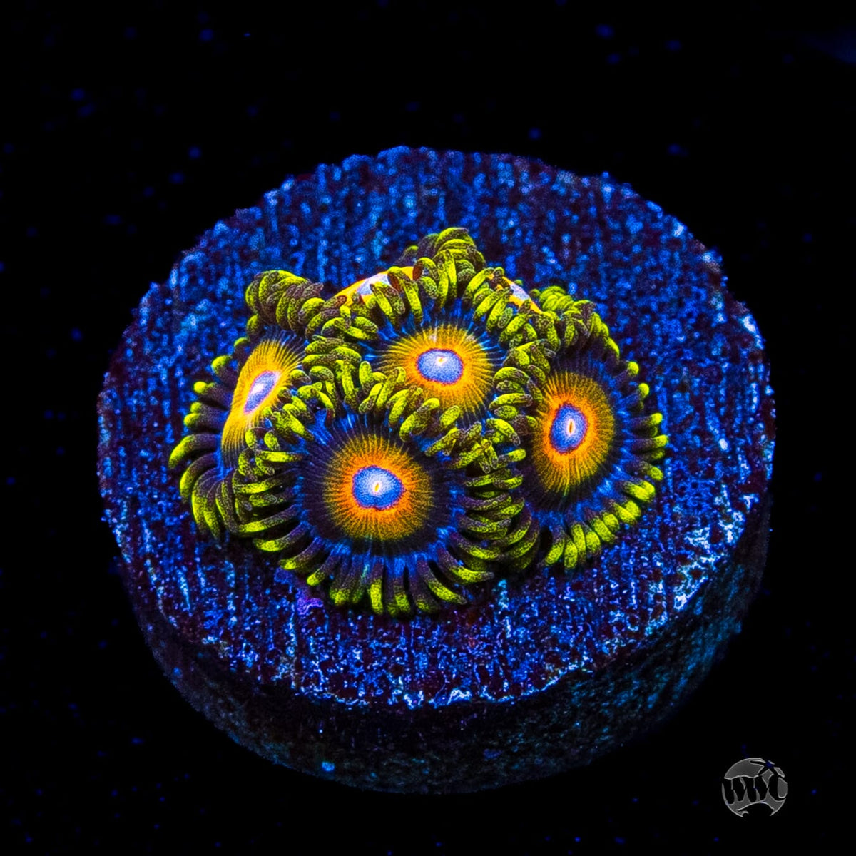 Super Saiyan Zoanthids