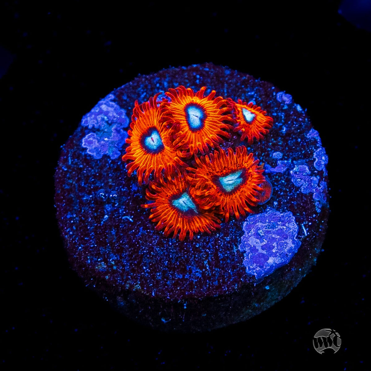 Charmanderz Zoanthids