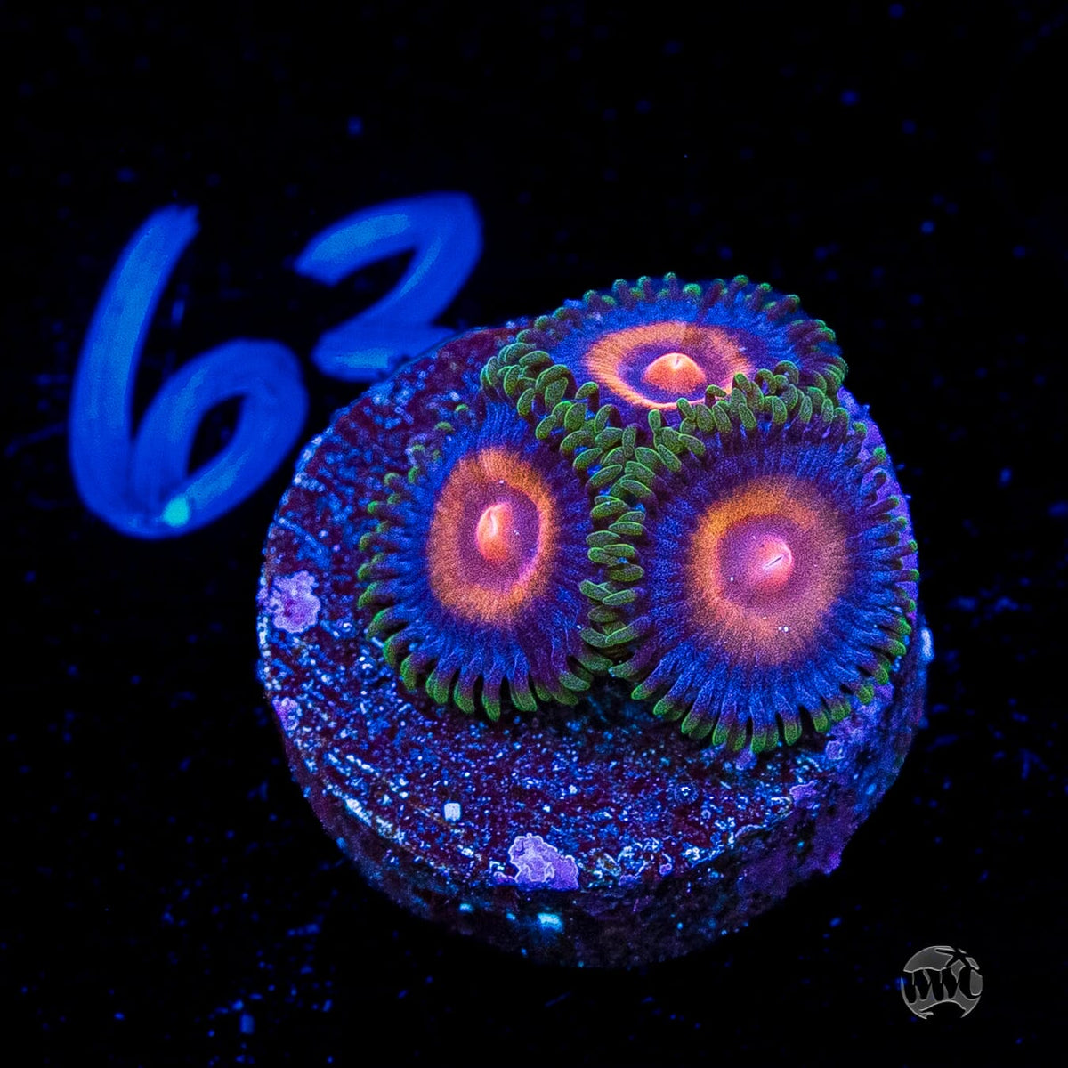 Supergirls Zoanthids