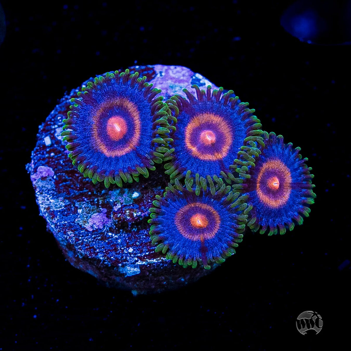 Supergirls Zoanthids