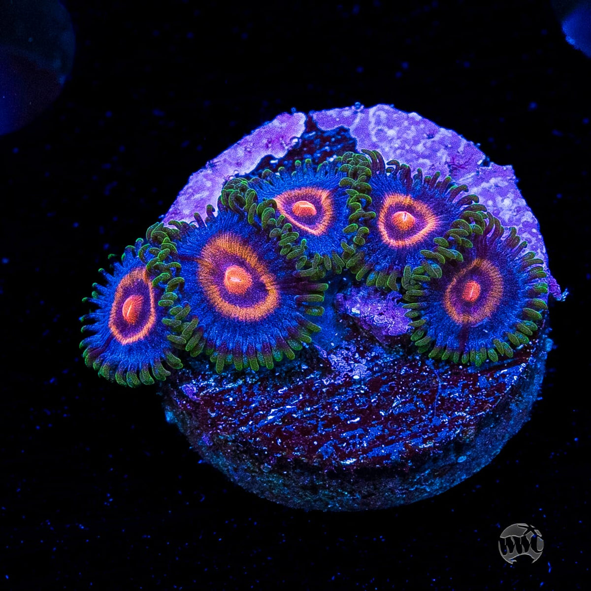 Supergirls Zoanthids