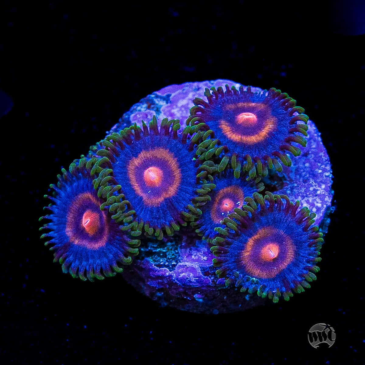 Supergirls Zoanthids